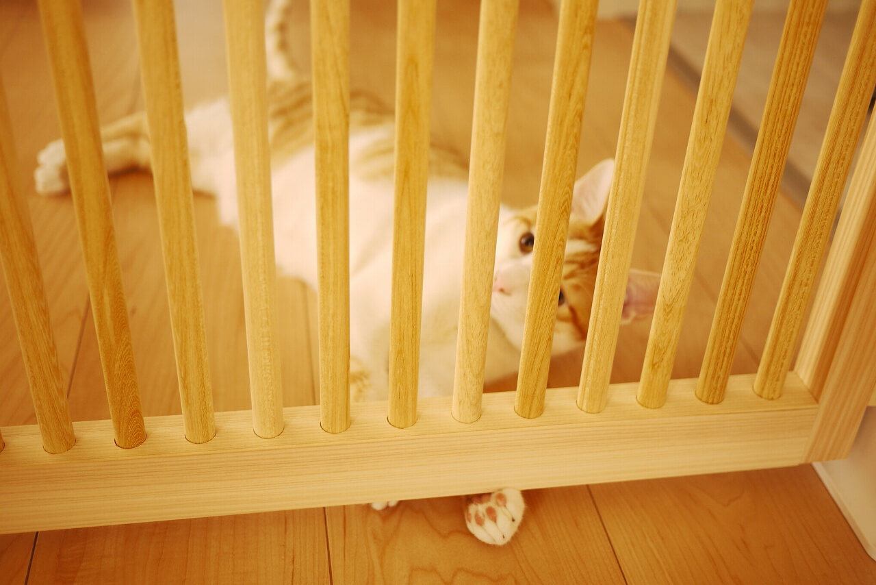 天然木のにゃんがーど越しにこちらを見る猫