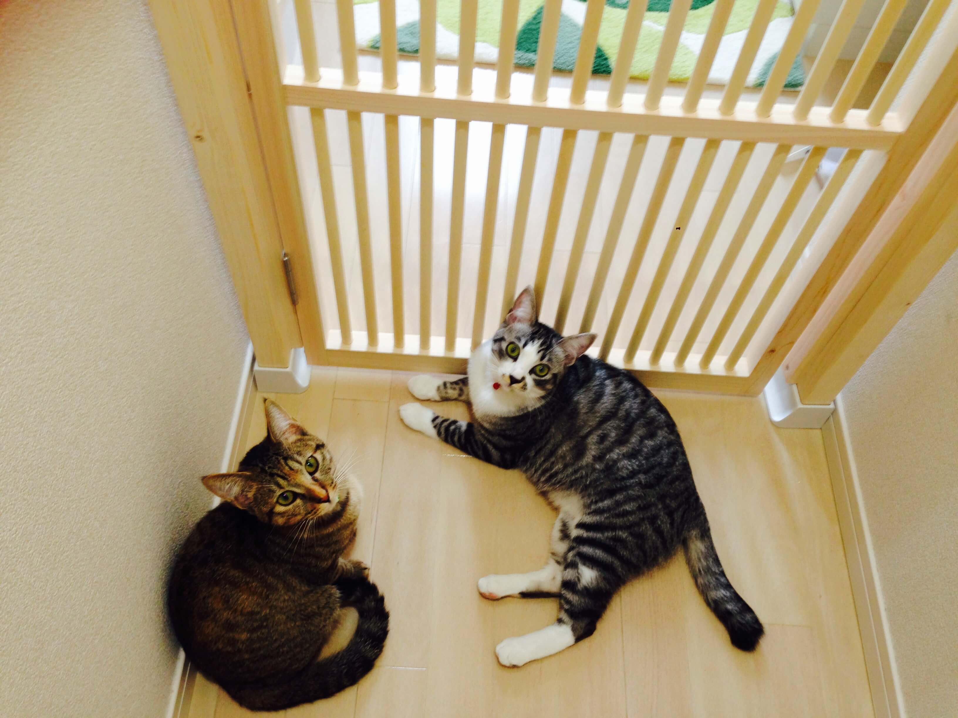 にゃんがーどの前で安心して過ごす猫たち