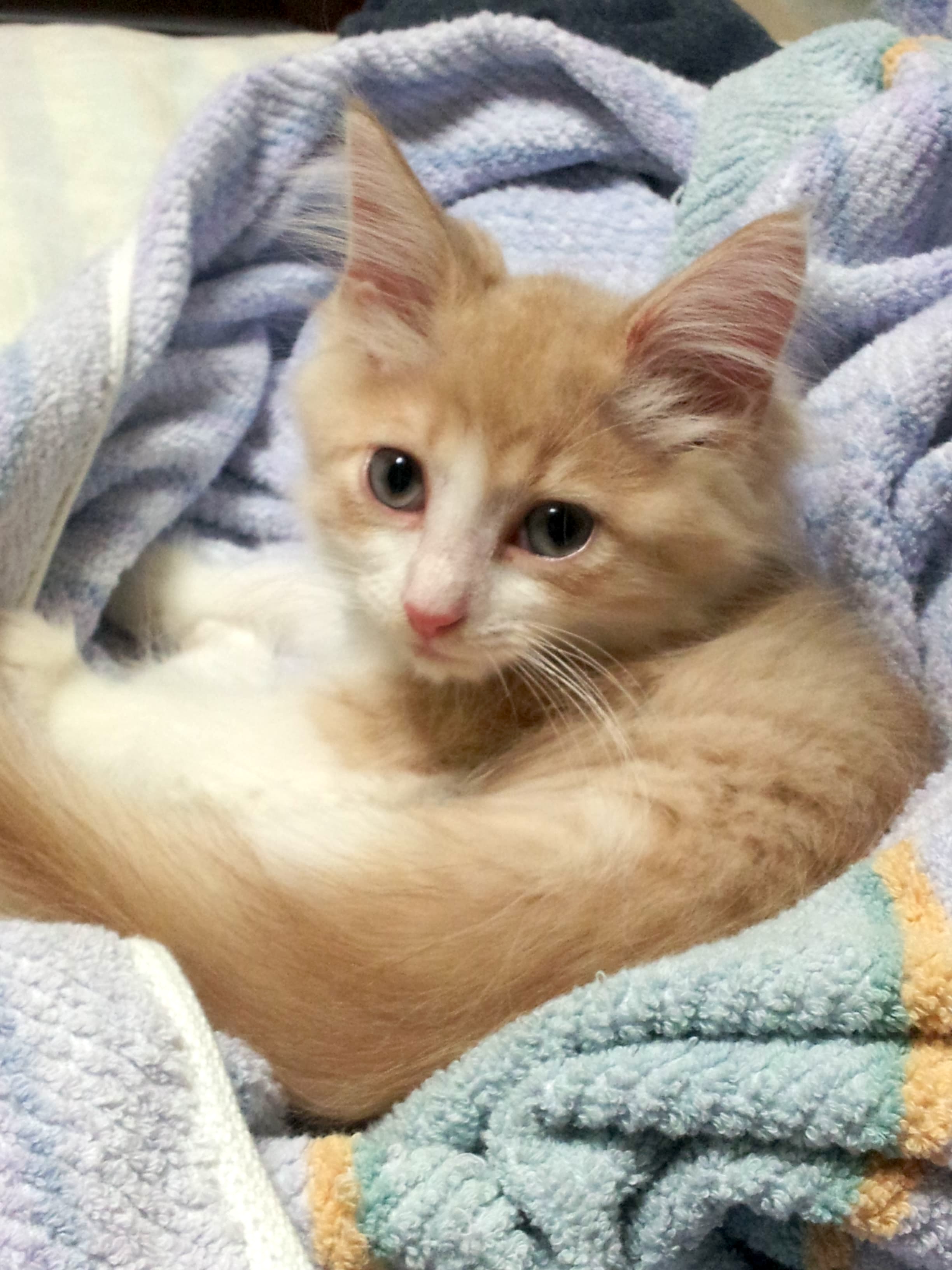 商品開発のきっかけとなった愛猫ラズリの子猫時代