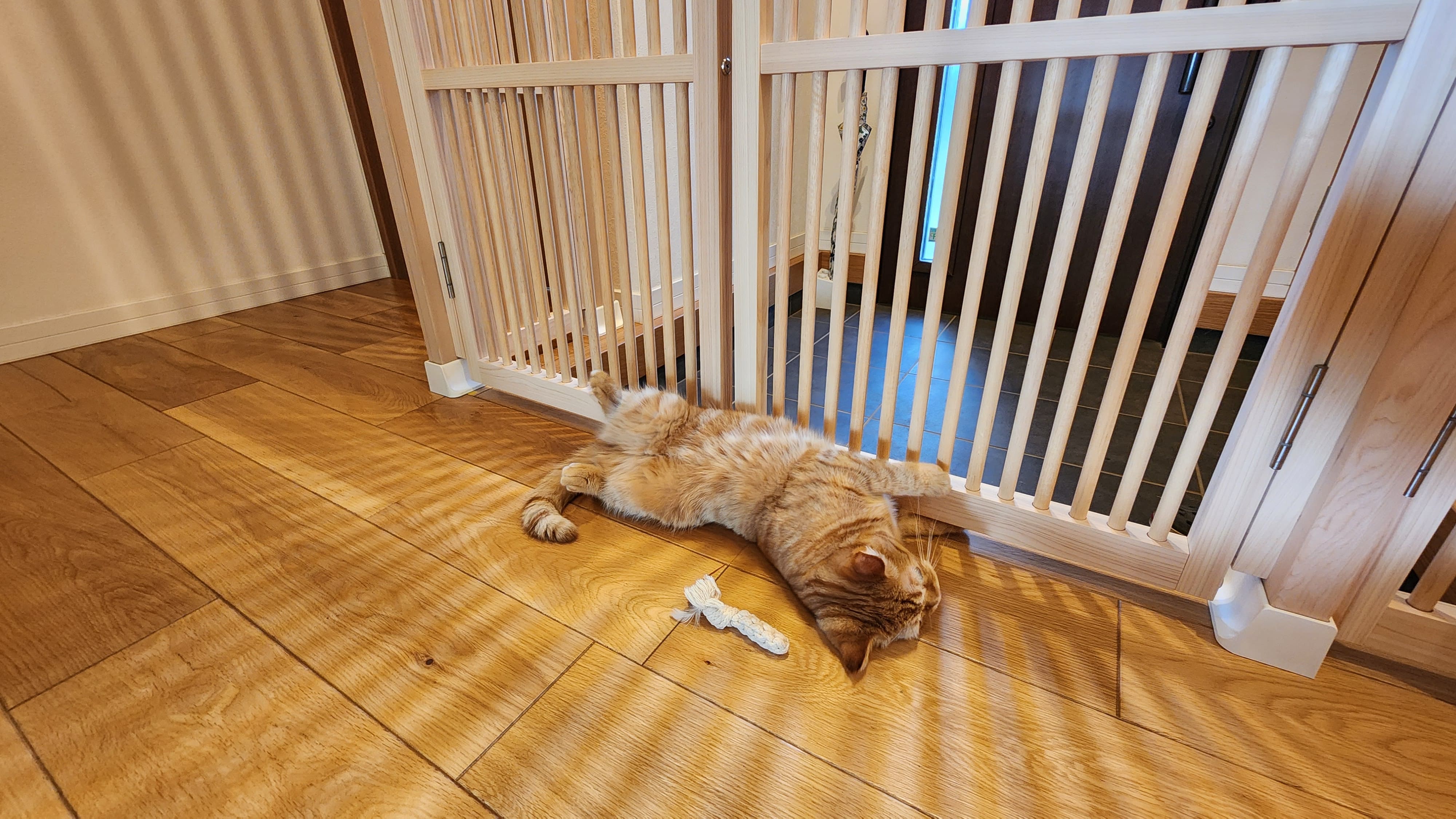 L字設置の扉と猫