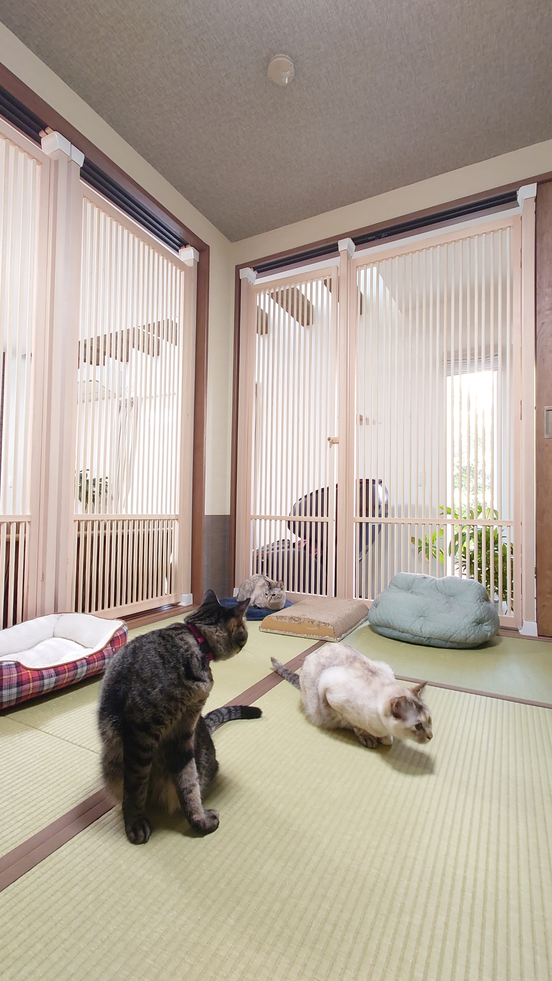 猫専用スペースを格子扉で仕切った設置例