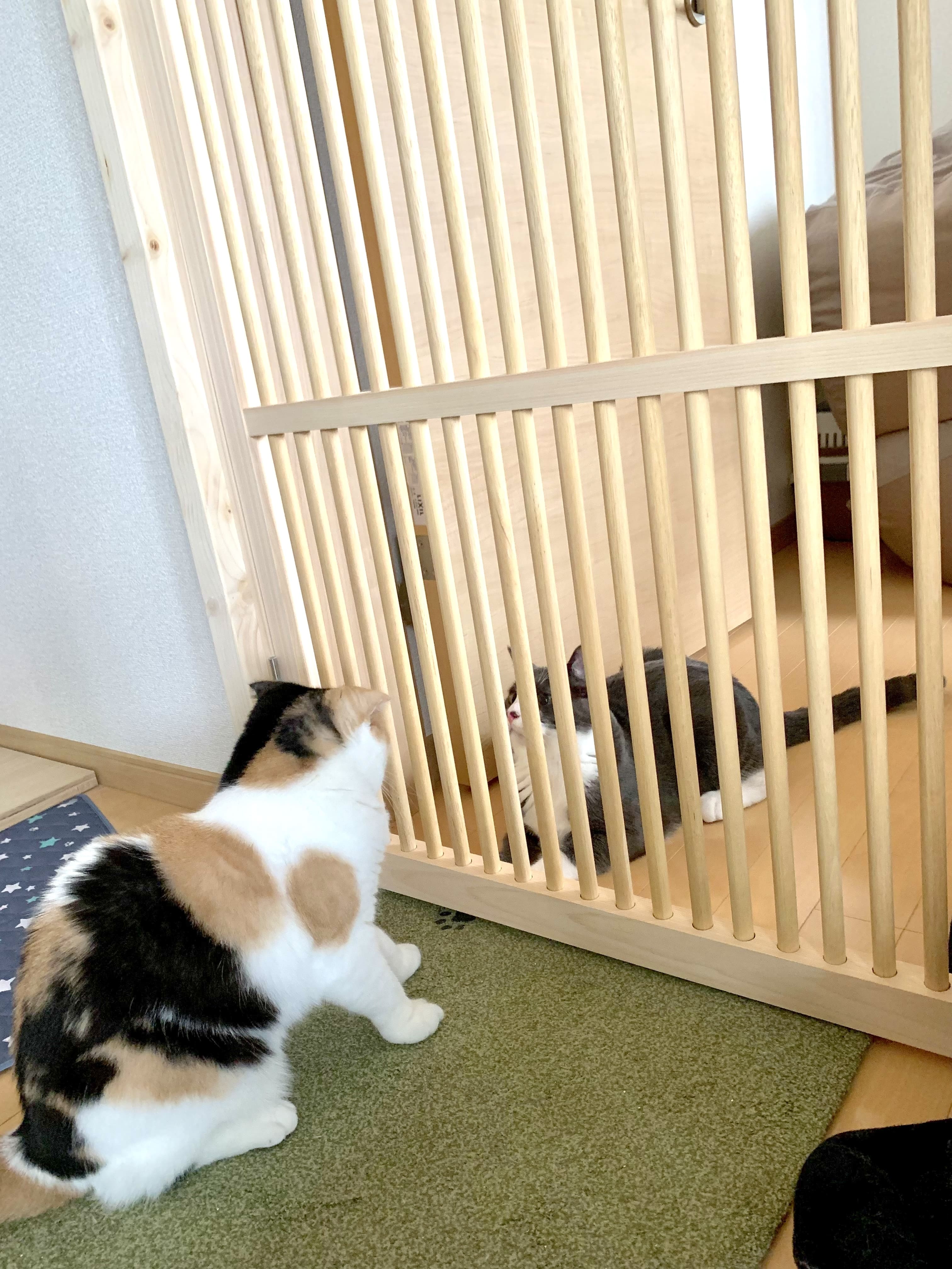 猫同士の生活スペースを格子で分けた設置例
