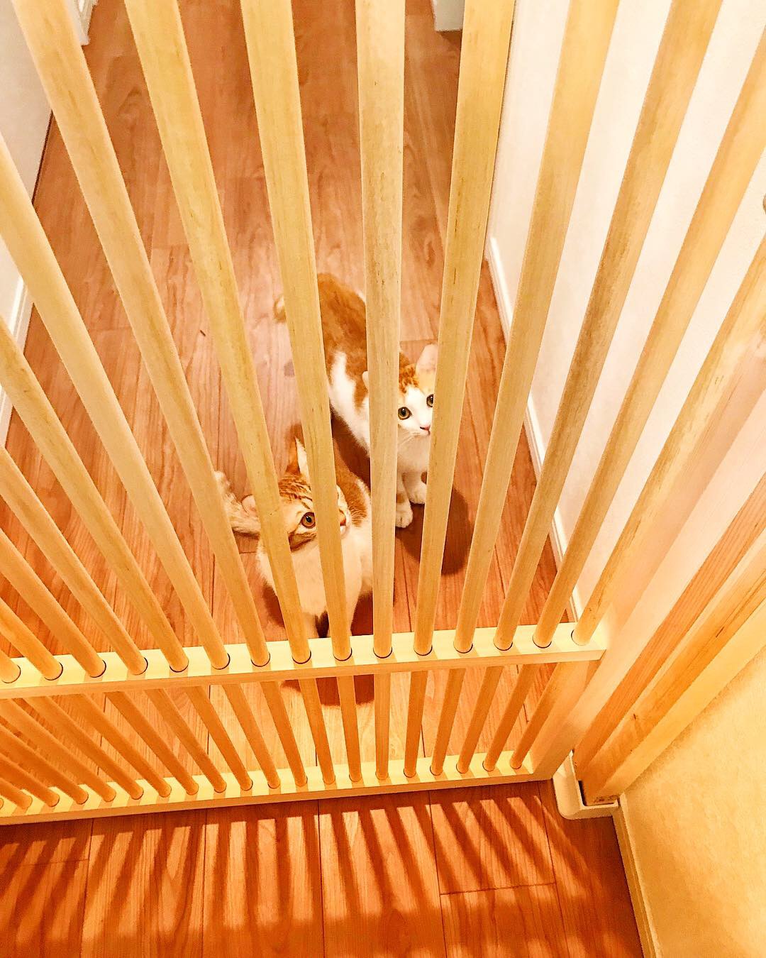 天然木のにゃんがーど越しにこちらを見る二匹の猫