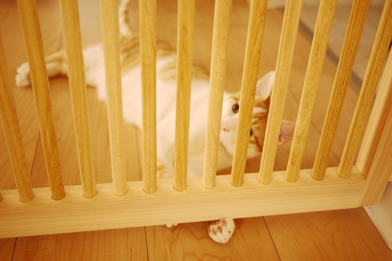 にゃんがーどの格子越しにこちらを見る猫
