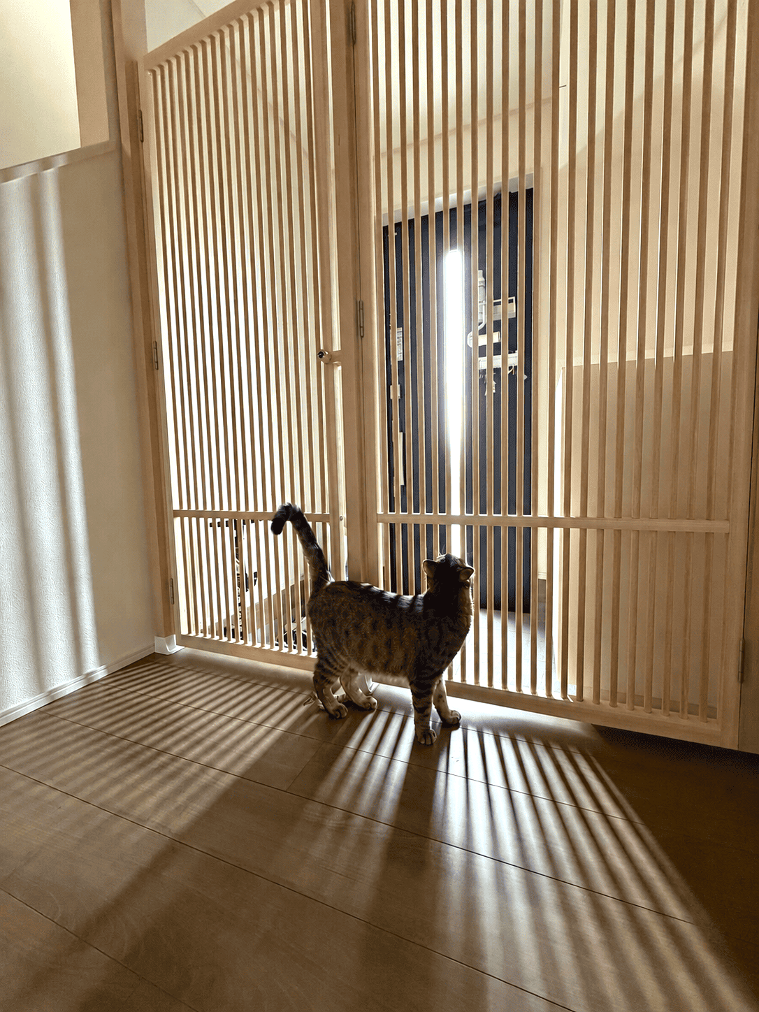 広い開口部に設置したにゃんがーどの前に立つ猫