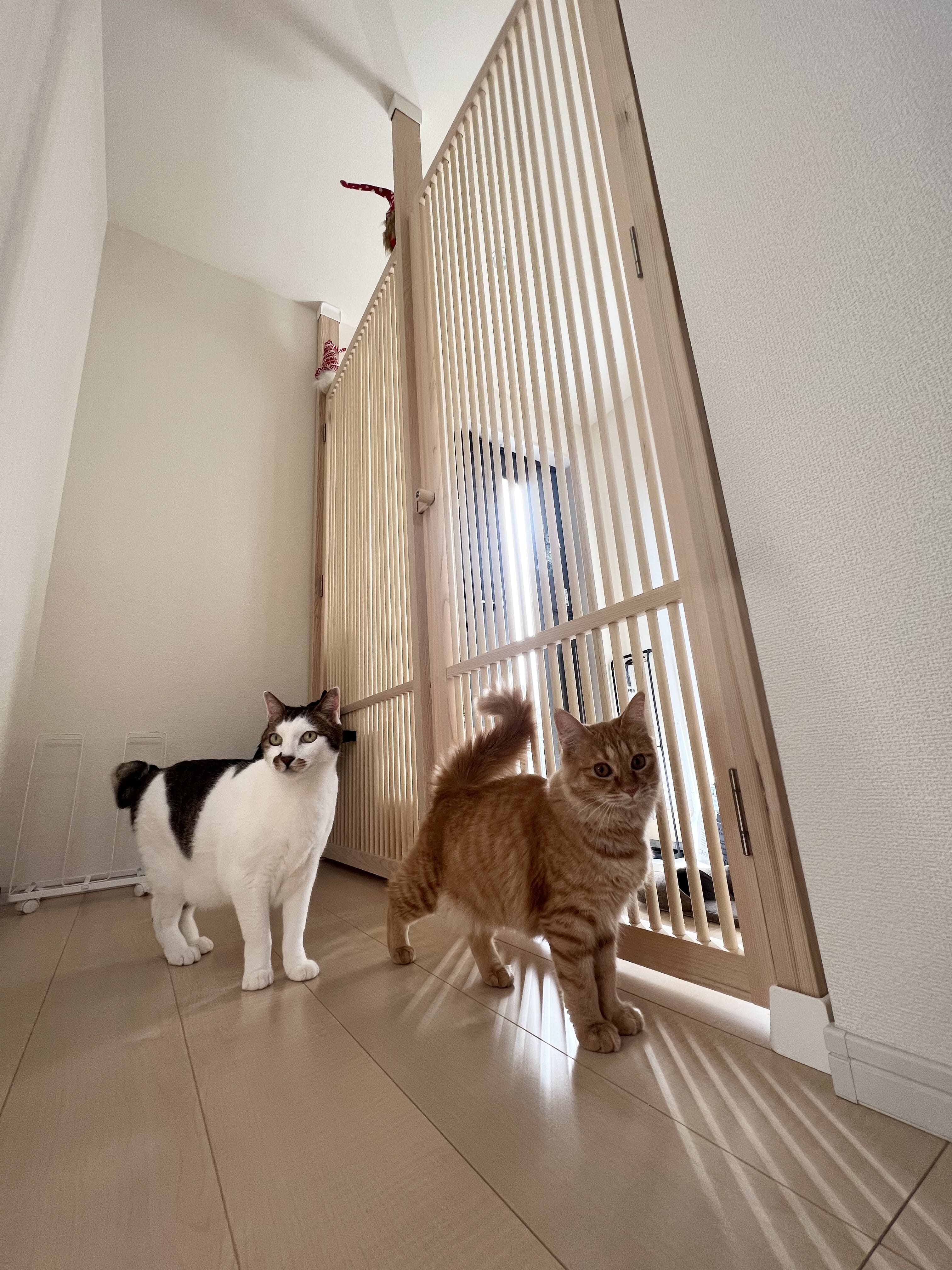 玄関と廊下の間に設置したにゃんがーどと二匹の猫