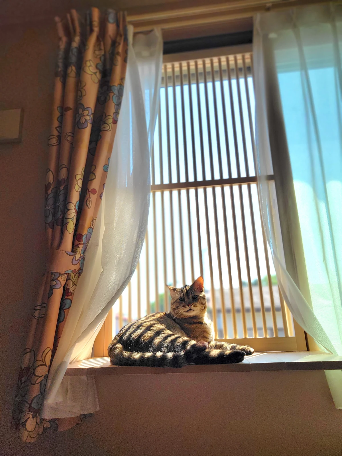 猫がくつろぐ窓に設置した脱走防止柵
