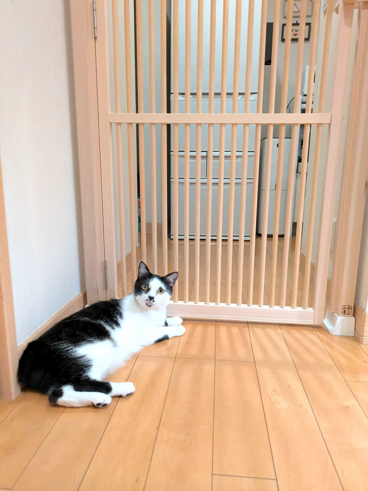 ハイドアの前でくつろぐ猫