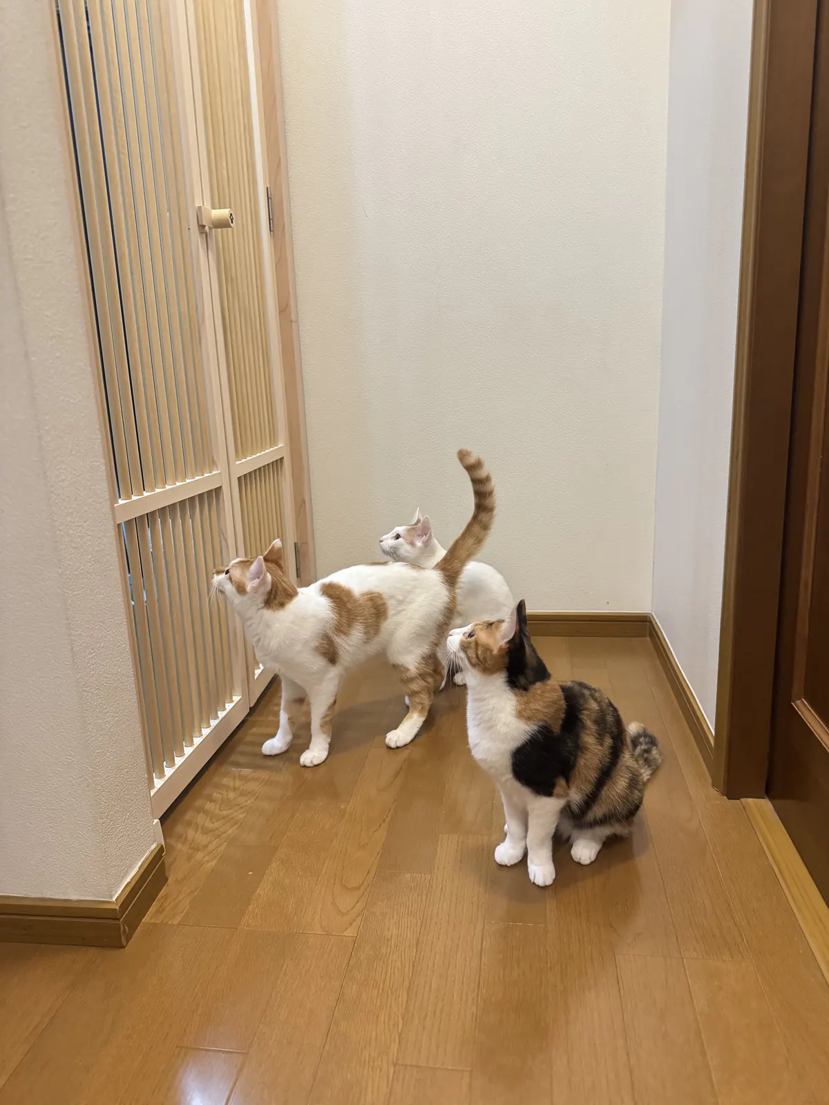 観音開きのにゃんがーどのそばで過ごす3匹の猫
