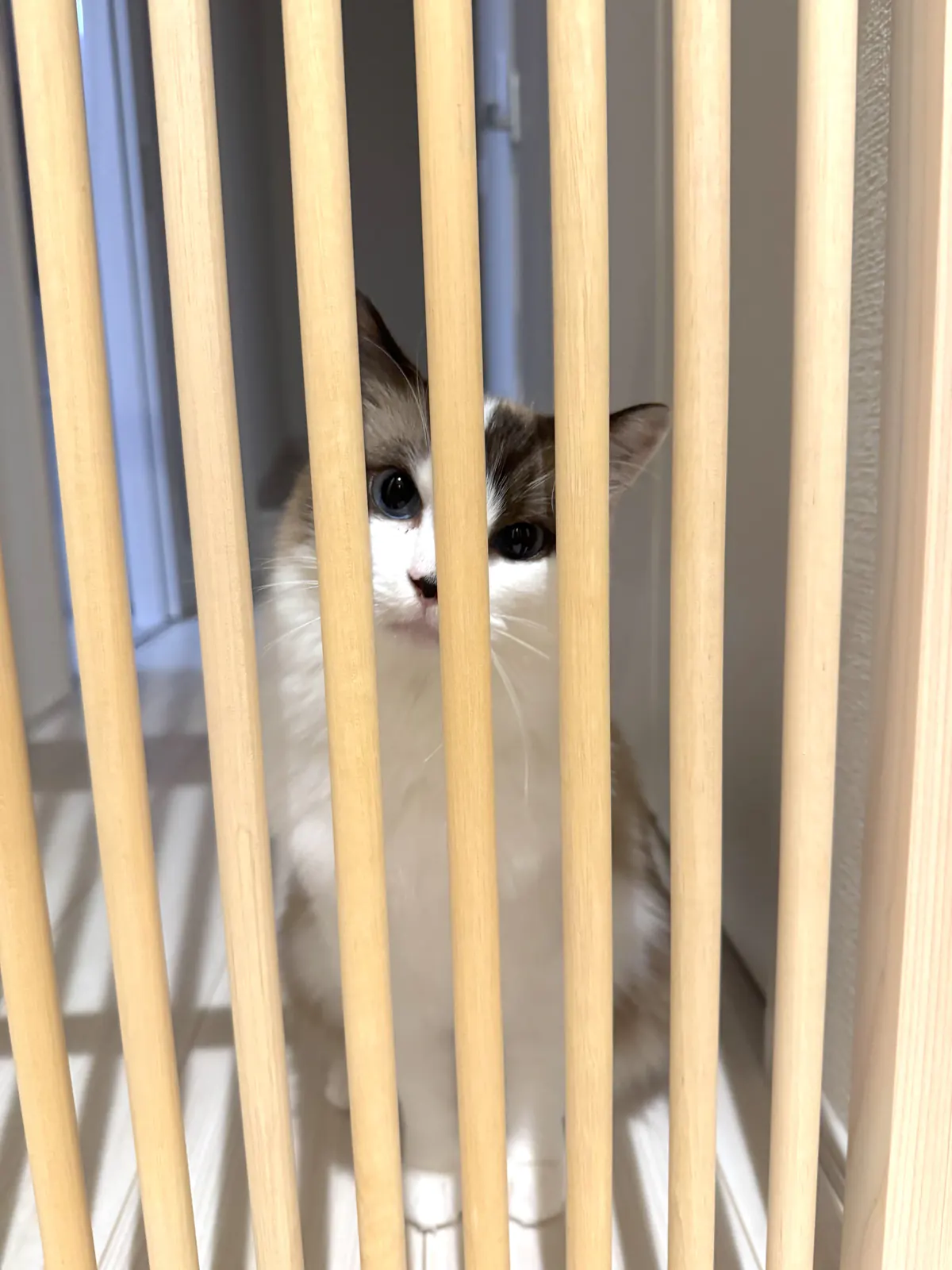 ハイドアの格子越しにこちらを見る猫