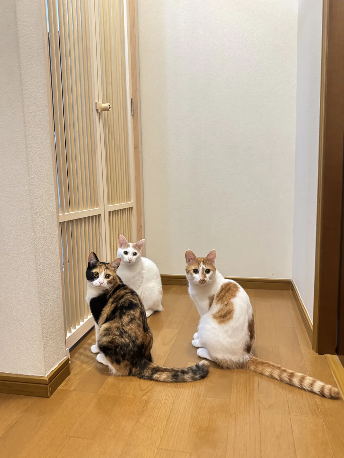 天然木の観音開きにゃんがーどと3匹の猫