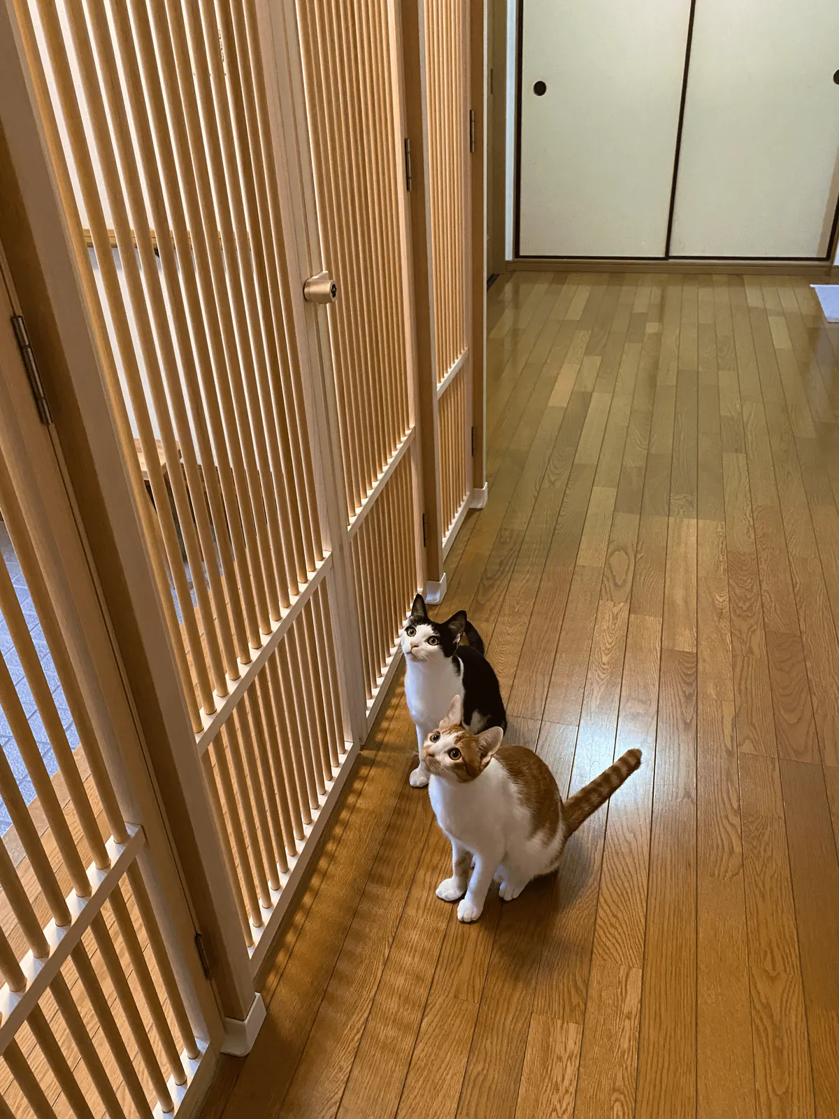 観音開きのにゃんがーどのそばで扉を見上げる2匹の猫