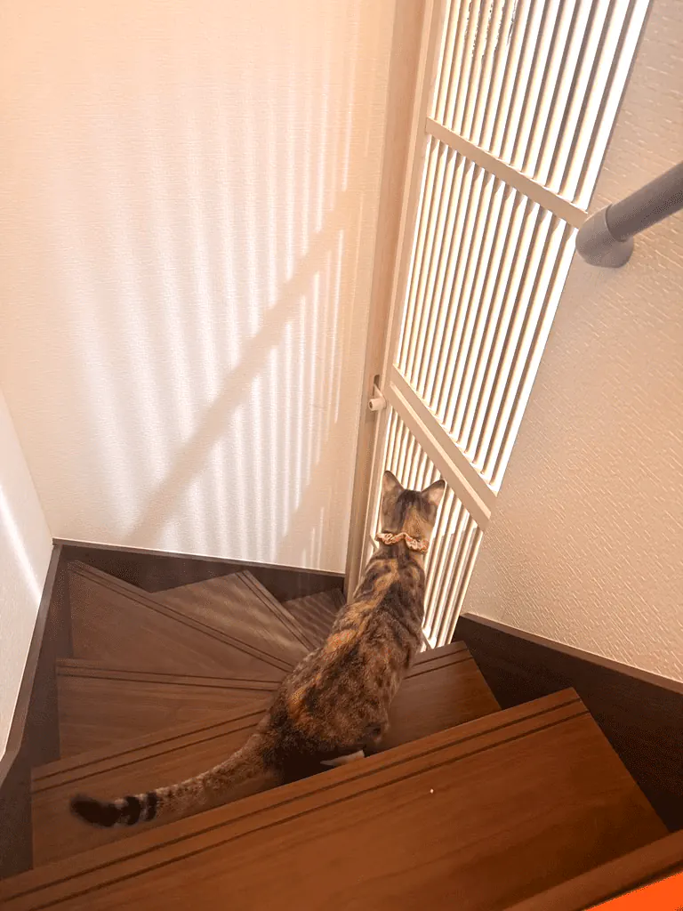 階段入口に設置したハイドアと猫