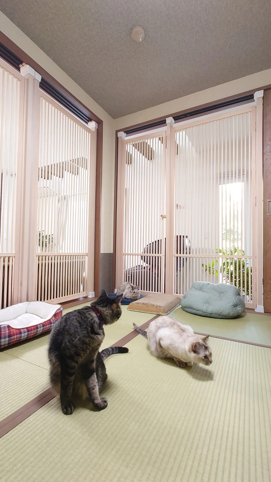 猫専用スペースを格子扉で仕切った設置例