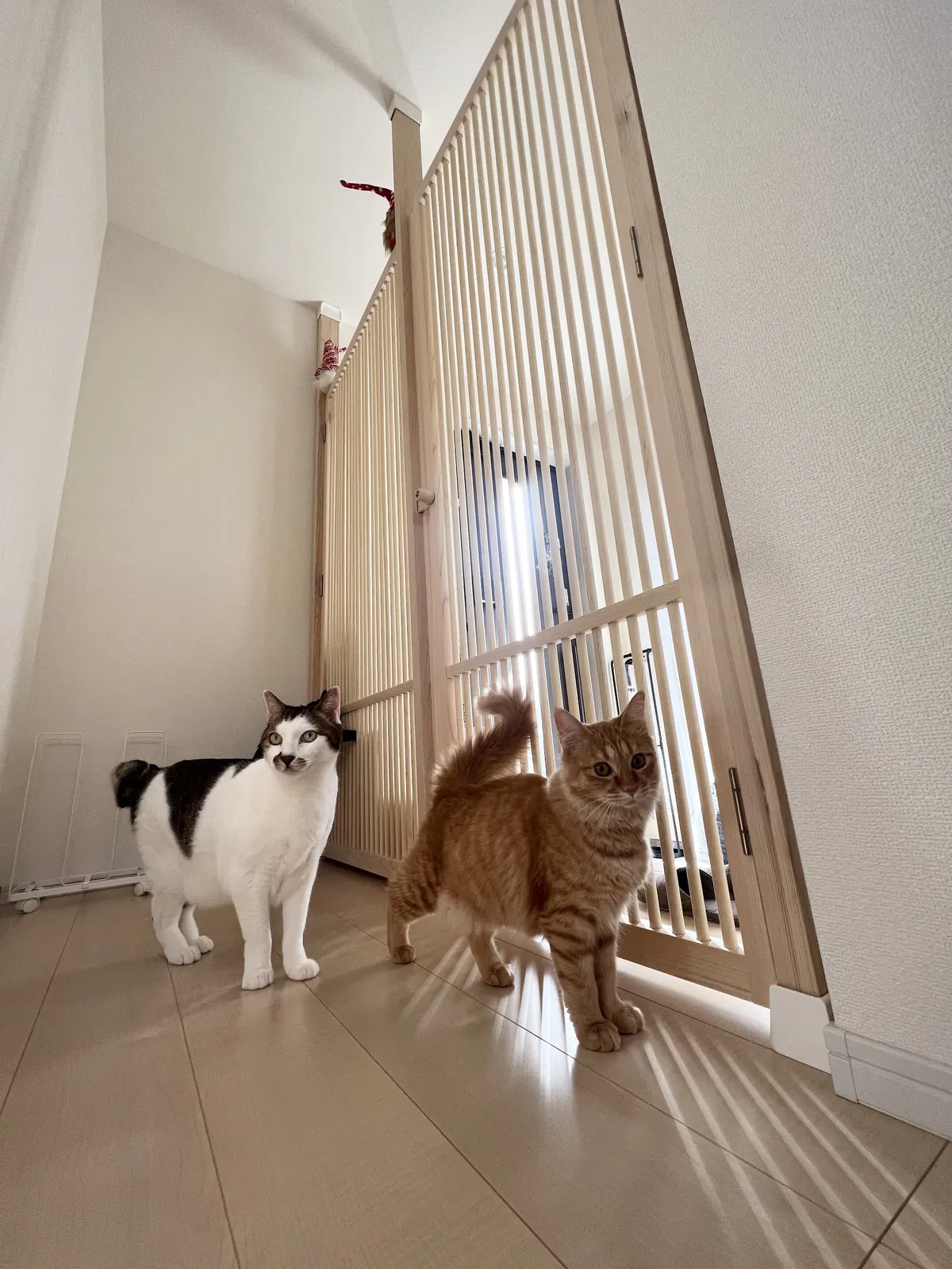 玄関と廊下の間に設置したにゃんがーどと二匹の猫