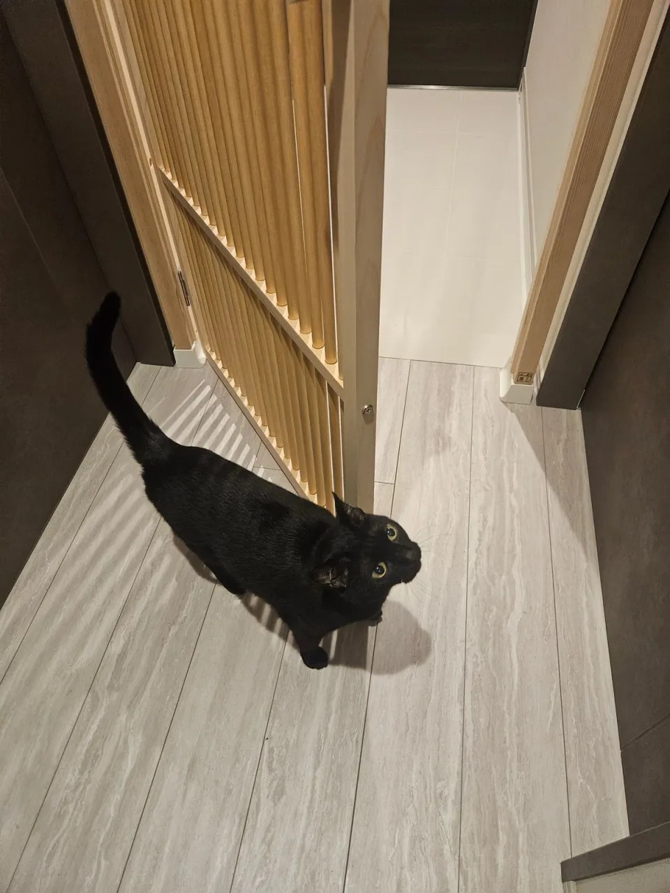 開いたシングル扉と通路に立つ黒い猫