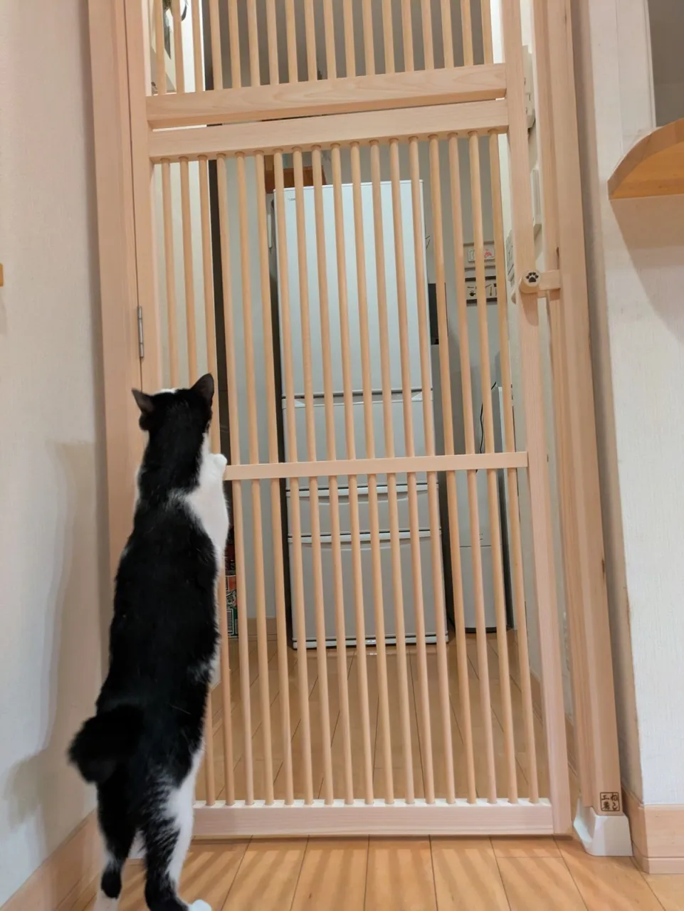 キッチン入口の格子扉に前足をかける猫