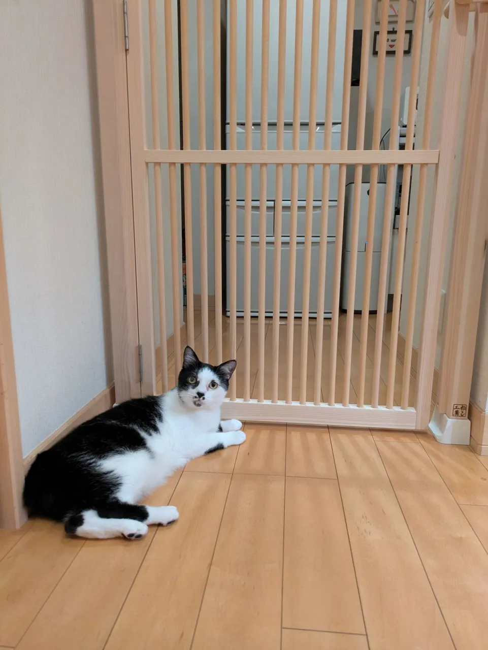 木製扉の前の床に横たわる白黒の猫