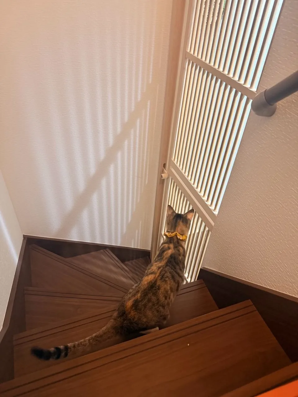 階段の段上にいる猫と階段下の格子扉