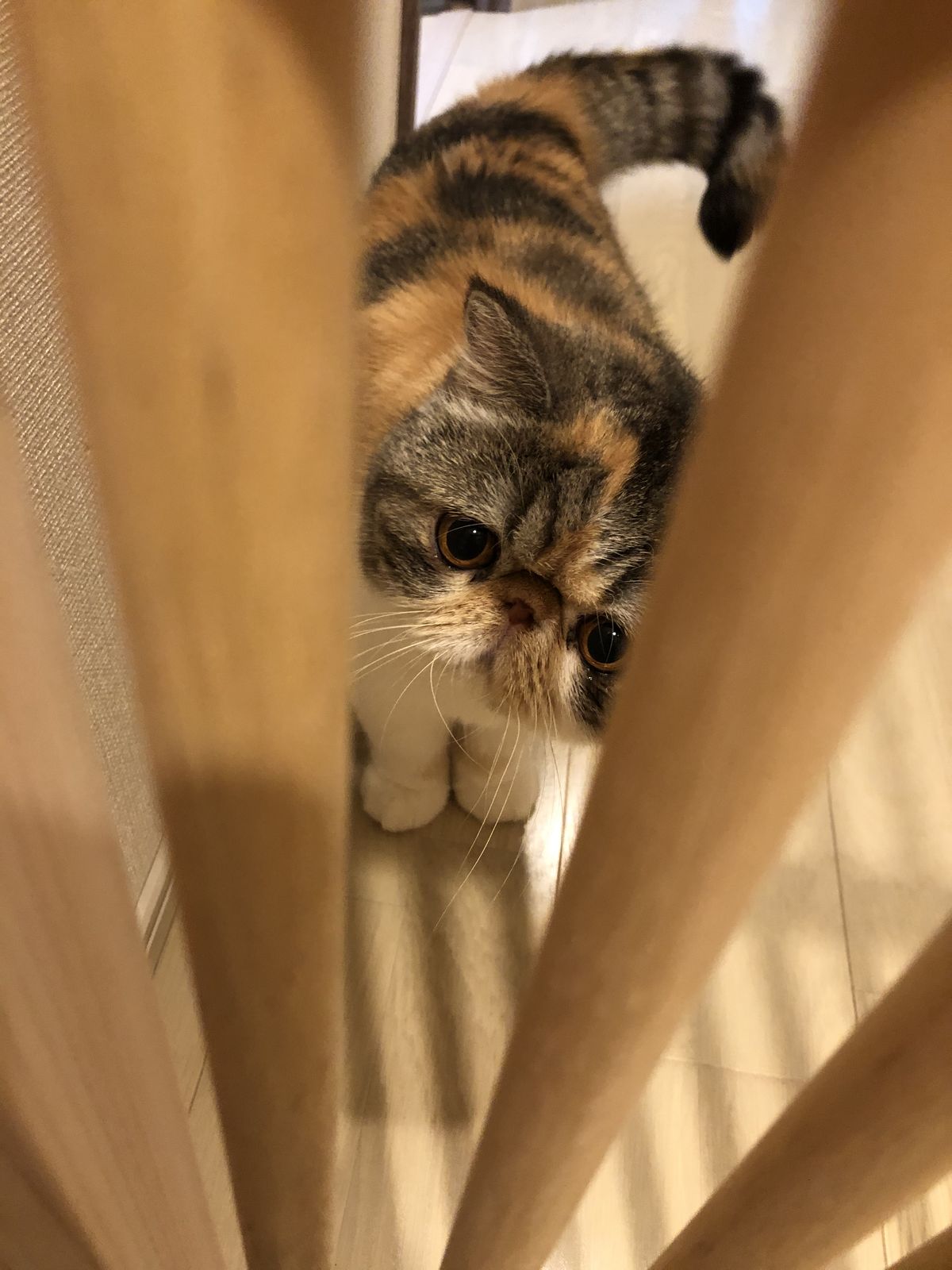 格子の間からこちらをのぞく猫