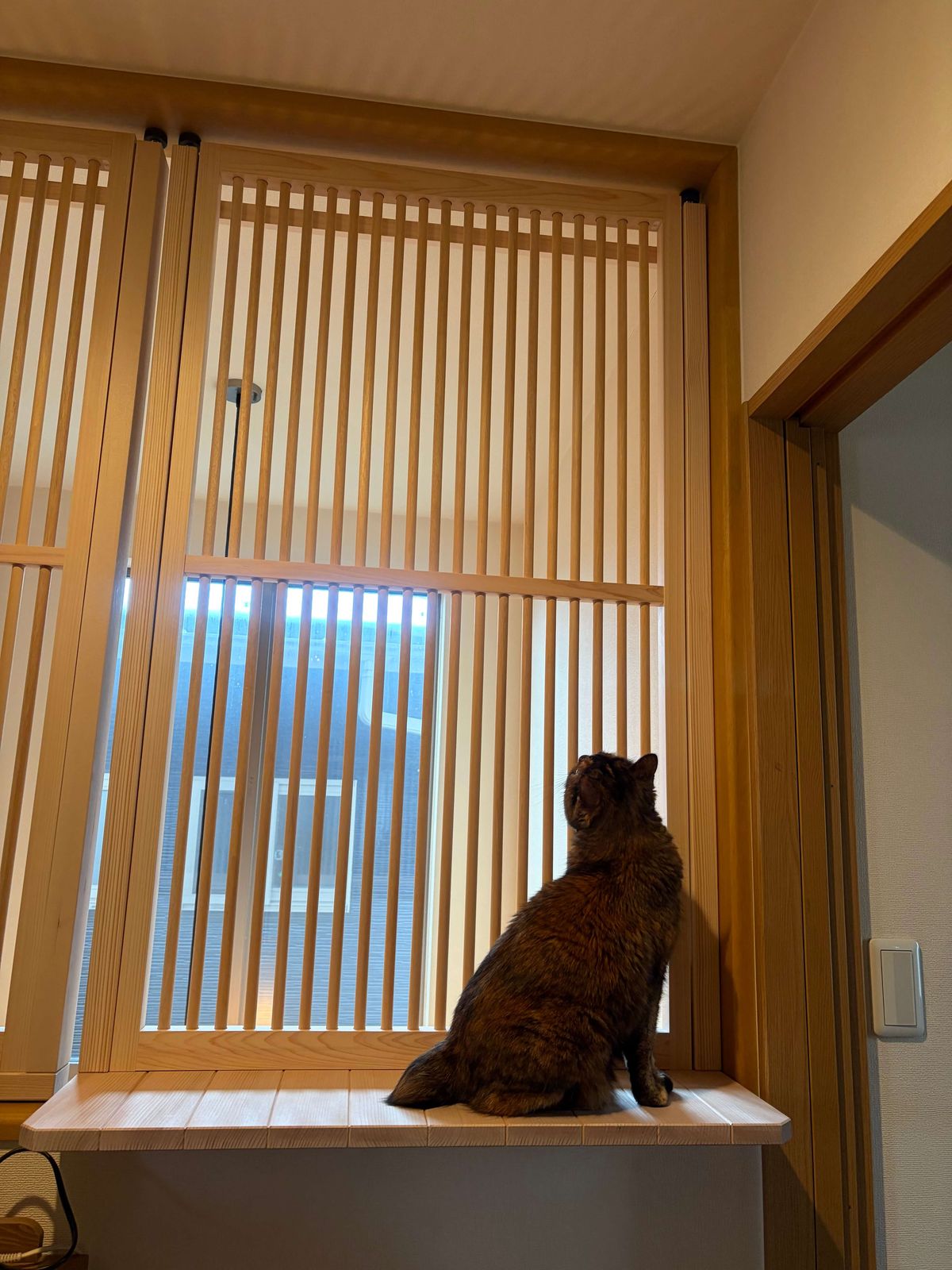 窓用格子の前の日向ぼっこ台に座る猫