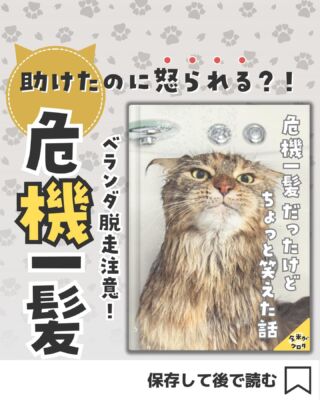 猫の脱走防止専門店ねこ工房 – 猫も人も快適に・・・