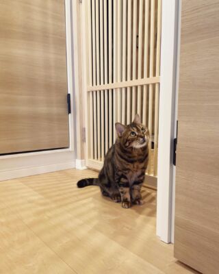 猫の脱走防止専門店ねこ工房 – 猫も人も快適に・・・