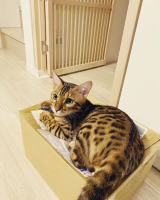 猫の脱走防止専門店ねこ工房 – 猫も人も快適に・・・