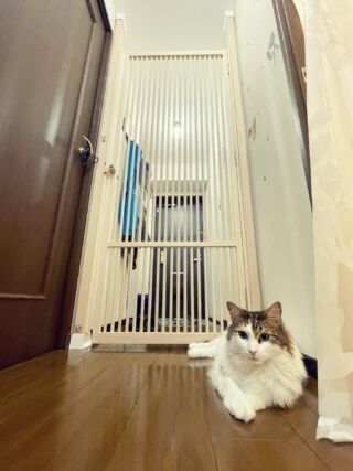 猫の脱走防止専門店ねこ工房 – 猫も人も快適に・・・