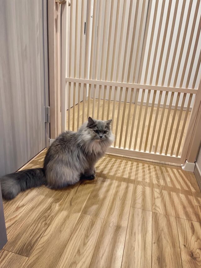 家の中での行動範囲を広げてあげたくて購入しました。

購入前にはペットショップやホームセンターで既製の同様な商品を探したりもしましたが、サイズが合わなかったり、見た目が気に入らなかったり…。

こちらの商品は既製品と比べるとやはり値は張りますが、これらの不満をしっかり解消してくれ、満足しています。

注文サイズが規定より少し大きかったのですが、リスクなどもしっかり説明してくださり納得した上で購入させていただきました。

組立は大人2人で30分程度で出来ました。
実際に設置してみて、圧迫感がほとんどなく家の雰囲気に馴染んだのでこちらの商品にして良かったです。

使い始めて2か月弱ですが猫が出てしまいそうな気配はないです。

なりより行動範囲が広がった分、毎日家に帰ると猫がにゃんガードを設置している玄関まで出て来てくれるのでこちらも癒されています。

(S様からいただいたお写真とレビューです) 

#ねこ工房
#にゃんがーど
#脱走防止扉
#ねこのいる生活 
#猫好きさんと繋がりたい
