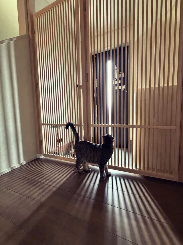 引っ越しを機に脱走防止柵を探していた中で、猫工房さんに辿り着きました。

決め手になったのは檜の優しい雰囲気◎

毎日目にするものだからこそ、インテリアにも馴染む気に入ったデザインを選びたいと思い、こちらを購入しました。

以前は郵便物の受け取りや家族の帰宅時に、その都度猫たちの居場所を確認して別の部屋に閉じ込めてからドアを開けていました。

毎回気を遣っていましたが今ではその心配がなくなり、安心してスムーズに出入りできるようになりました。

そして何より、柵越しに帰りを待っていてくれる姿を見るたびに癒されています。

安全性はもちろん、見た目も使い心地も大満足の商品です。

遊びに来た方にも褒めて頂けてます♪

(Y様からいただいたお写真とレビューです) 

#ねこ工房
#にゃんがーど
#脱走防止扉
#親子扉
#猫のいる暮らし